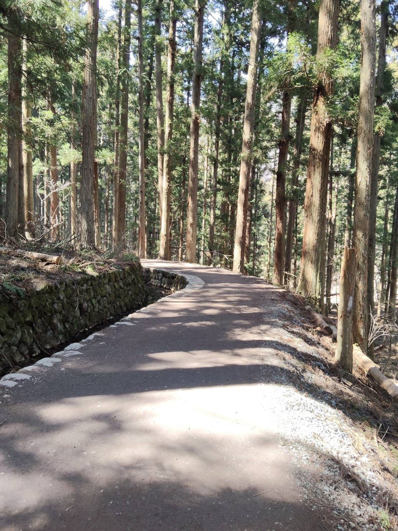 The forest trail leading to Jigokudani Snow Monkey Park
